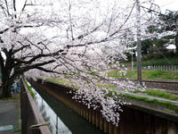 20100404-桜